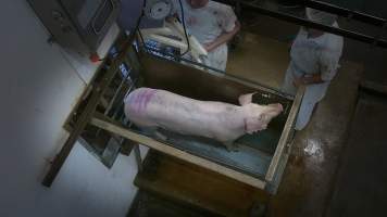 Pig in stun box - Captured at Edenhope Abattoir, Edenhope VIC Australia.