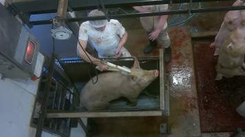 Pig being electrically stunned - Captured at Edenhope Abattoir, Edenhope VIC Australia.