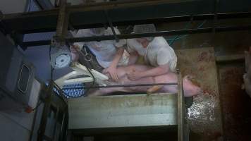 Pig thrashing as workers shackle them - Captured at Edenhope Abattoir, Edenhope VIC Australia.
