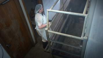 Cow jumping up trying to escape the knockbox - Captured at Edenhope Abattoir, Edenhope VIC Australia.