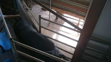 Worker twisting cow's tail - Captured at Edenhope Abattoir, Edenhope VIC Australia.