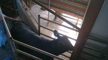 Worker twisting cow's tail - Captured at Edenhope Abattoir, Edenhope VIC Australia.