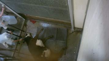 Cow being shot with a bolt gun in kill room - Captured at Edenhope Abattoir, Edenhope VIC Australia.
