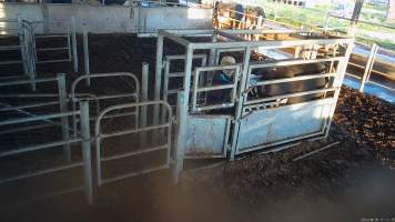 Artificial insemination or pregnancy testing - A farmer inserts his arm into a cows anus to test for pregnancy or artificially inseminate a cow. - Captured at Vinnicombe dairy farm, Calivil VIC Australia.
