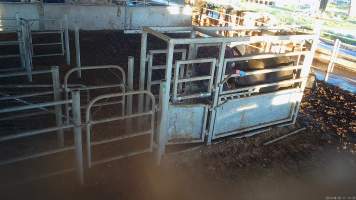Artificial insemination or pregnancy testing - A farmer inserts his arm into a cows anus to test for pregnancy or artificially inseminate a cow. - Captured at Vinnicombe dairy farm, Calivil VIC Australia.