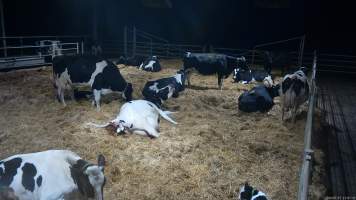 A mother cow gives birth in a dairy factory farm - When they are close to giving birth, cows are moved to a separate, maternity shed which has straw covering the concrete floor. Here they give birth and are briefly allowed to nurse their calf. Within 24 hours of birth, calves are removed from their mothers and moved to a separate pen. Female calves will be raised as replacement milkers, while male calves and any surplus females will be sent to slaughter at just five days old.
- Captured at Vinnicombe dairy farm, Calivil VIC Australia.