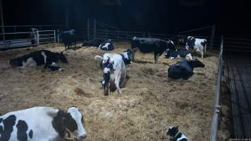 A mother cow gives birth in a dairy factory farm - When they are close to giving birth, cows are moved to a separate, maternity shed which has straw covering the concrete floor. Here they give birth and are briefly allowed to nurse their calf. Within 24 hours of birth, calves are removed from their mothers and moved to a separate pen. Female calves will be raised as replacement milkers, while male calves and any surplus females will be sent to slaughter at just five days old.
- Captured at Vinnicombe dairy farm, Calivil VIC Australia.