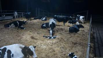 A mother cow grooms her newborn calf - When they are close to giving birth, cows are moved to a separate, maternity shed which has straw covering the concrete floor. Here they give birth and are briefly allowed to nurse their calf. Within 24 hours of birth, calves are removed from their mothers and moved to a separate pen. Female calves will be raised as replacement milkers, while male calves and any surplus females will be sent to slaughter at just five days old. - Captured at Vinnicombe dairy farm, Calivil VIC Australia.