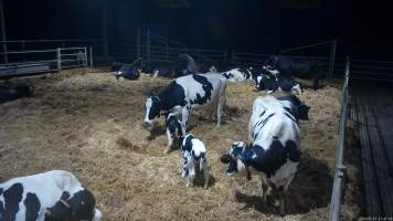 A mother with her newborn calf - When they are close to giving birth, cows are moved to a separate, maternity shed which has straw covering the concrete floor. Here they give birth and are briefly allowed to nurse their calf. Within 24 hours of birth, calves are removed from their mothers and moved to a separate pen. Female calves will be raised as replacement milkers, while male calves and any surplus females will be sent to slaughter at just five days old. - Captured at Vinnicombe dairy farm, Calivil VIC Australia.