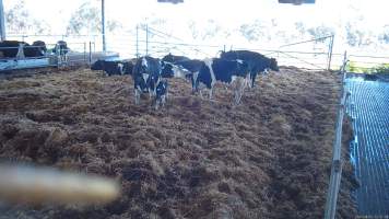 A mother with her newborn calf - When they are close to giving birth, cows are moved to a separate, maternity shed which has straw covering the concrete floor. Here they give birth and are briefly allowed to nurse their calf. Within 24 hours of birth, calves are removed from their mothers and moved to a separate pen. Female calves will be raised as replacement milkers, while male calves and any surplus females will be sent to slaughter at just five days old. - Captured at Vinnicombe dairy farm, Calivil VIC Australia.