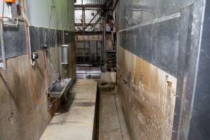 Cattle kill room - Photos taken of equipment and machinery inside the cow killing area at Cowra Meat Processors. - Captured at Cowra Meat Processors, Cowra NSW Australia.