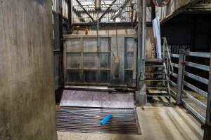 Cattle kill room - Photos taken of equipment and machinery inside the cow killing area at Cowra Meat Processors. - Captured at Cowra Meat Processors, Cowra NSW Australia.