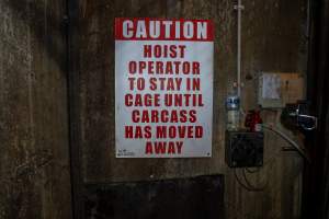 Cattle kill room - Photos taken of equipment and machinery inside the cow killing area at Cowra Meat Processors. - Captured at Cowra Meat Processors, Cowra NSW Australia.