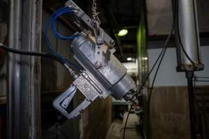 Cattle kill room - Photos taken of equipment and machinery inside the cow killing area at Cowra Meat Processors. - Captured at Cowra Meat Processors, Cowra NSW Australia.