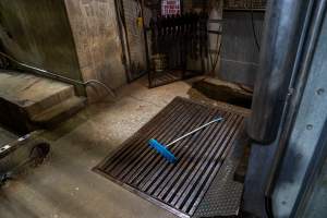 Cattle kill room - Photos taken of equipment and machinery inside the cow killing area at Cowra Meat Processors. - Captured at Cowra Meat Processors, Cowra NSW Australia.