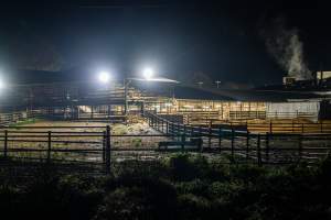 Holding pens - Exterior photo of Cowra Meat Processors showing holding pens - Captured at Cowra Meat Processors, Cowra NSW Australia.