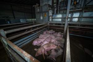 Holding pen with pigs - Pigs in the holding pen overnight at Cowra Meat Processors - Captured at Cowra Meat Processors, Cowra NSW Australia.