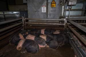 Holding pen with pigs - Pigs in the holding pen overnight at Cowra Meat Processors. - Captured at Cowra Meat Processors, Cowra NSW Australia.
