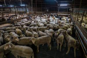 Sheep and goats in the holding pens - Captured at Cowra Meat Processors, Cowra NSW Australia.