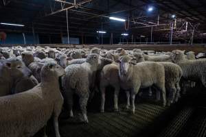 Sheep in the holding pens - Captured at Cowra Meat Processors, Cowra NSW Australia.