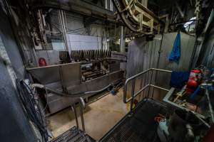 Pig scalding tank - After being gassed and having their throats slit, pigs are lowered into a tank of scalding water, which softens their skin and hair. This is then removed by being spun in a separate machine. - Captured at Cowra Meat Processors, Cowra NSW Australia.