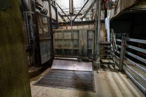 Knockbox - Cows, calves and large pigs are shot in the knockbox before being tipped out into the kill room. - Captured at Cowra Meat Processors, Cowra NSW Australia.