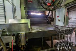 Pig tip-out - Pigs are lowered into the carbon dioxide gas chamber then tipped out onto a bench where their throats are slit. They are then pushed into the scalding tank. - Captured at Cowra Meat Processors, Cowra NSW Australia.