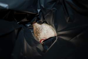 Pig ear in garbage bag - A severed pig's ear in garbage bag in a slaughterhouse kill room at Cowra Meat processors - Captured at Cowra Meat Processors, Cowra NSW Australia.