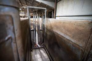 Cow race - Photo of the race where cattle are herded towards the kill room at Cowra Meat processors - Captured at Cowra Meat Processors, Cowra NSW Australia.
