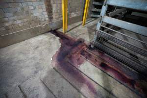 Blood in holding pens - Photo of blood from kill room running into the holding pens at Cowra Meat Processors - Captured at Cowra Meat Processors, Cowra NSW Australia.