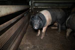 Pig in holding pens - Photo of pigs in the holding pens at Cowra Meat Processors - Captured at Cowra Meat Processors, Cowra NSW Australia.