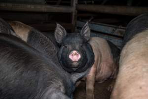 Pig in holding pens - Photo of pigs in the holding pens at Cowra Meat Processors - Captured at Cowra Meat Processors, Cowra NSW Australia.