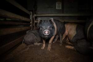 Pig in holding pens - Photo of pigs in the holding pens at Cowra Meat Processors - Captured at Cowra Meat Processors, Cowra NSW Australia.