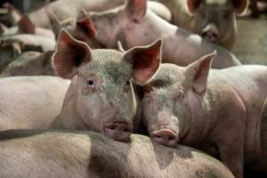 Pigs in holding pens - Photo of pigs in the holding pens at Cowra Meat Processors - Captured at Cowra Meat Processors, Cowra NSW Australia.