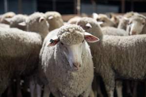 Sheep in holding pens - Photo of sheep in the holding pens at Cowra Meat Processors - Captured at Cowra Meat Processors, Cowra NSW Australia.
