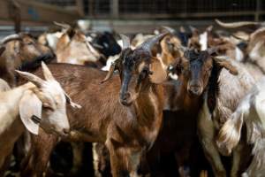 Goats in holding pens - Photo of goats in the holding pens at Cowra Meat Processors - Captured at Cowra Meat Processors, Cowra NSW Australia.
