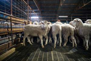 Sheep in holding pens - Photo of sheep in the holding pens at Cowra Meat Processors - Captured at Cowra Meat Processors, Cowra NSW Australia.