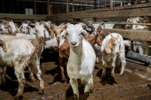Goats in holding pens - Photo of goats in the holding pens at Cowra Meat Processors - Captured at Cowra Meat Processors, Cowra NSW Australia.