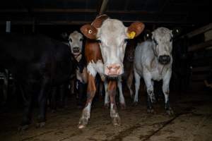 Cows in holding pens - Photo of cows in the holding pens at Cowra Meat Processors - Captured at Cowra Meat Processors, Cowra NSW Australia.