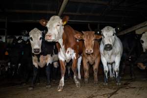 Cows in holding pens - Photo of cows in the holding pens at Cowra Meat Processors - Captured at Cowra Meat Processors, Cowra NSW Australia.