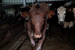 Cow in holding pens - Photo of cows in the holding pens at Cowra Meat Processors - Captured at Cowra Meat Processors, Cowra NSW Australia.