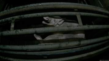 Pigs gasping for air in carbon dioxide gas chamber - Screenshot from hidden camera footage. - Captured at Cowra Meat Processors, Cowra NSW Australia.