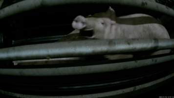 Pigs gasping for air in carbon dioxide gas chamber - Screenshot from hidden camera footage. - Captured at Cowra Meat Processors, Cowra NSW Australia.