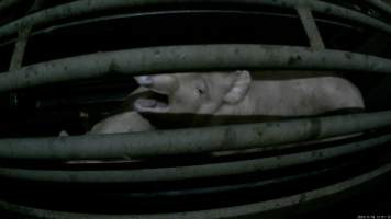 Pigs gasping for air in carbon dioxide gas chamber - Screenshot from hidden camera footage. - Captured at Cowra Meat Processors, Cowra NSW Australia.