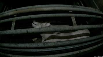 Pigs gasping for air in carbon dioxide gas chamber - Screenshot from hidden camera footage. - Captured at Cowra Meat Processors, Cowra NSW Australia.