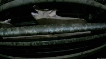 Pigs gasping for air in carbon dioxide gas chamber - Screenshot from hidden camera footage. - Captured at Cowra Meat Processors, Cowra NSW Australia.