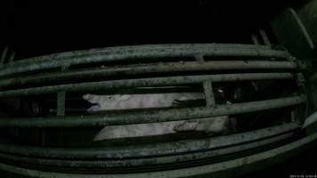 Pigs gasping for air in carbon dioxide gas chamber - Screenshot from hidden camera footage. - Captured at Cowra Meat Processors, Cowra NSW Australia.
