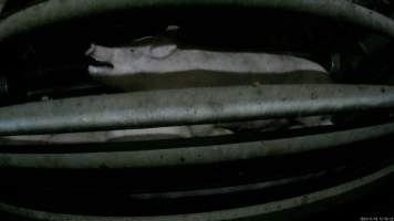 Pigs gasping for air in carbon dioxide gas chamber - Screenshot from hidden camera footage. - Captured at Cowra Meat Processors, Cowra NSW Australia.