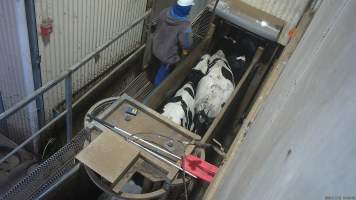 Dairy cows or steers in race leading to knockbox - Screenshot from hidden camera footage. - Captured at Cowra Meat Processors, Cowra NSW Australia.