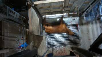 Cow on metal grate, tipped out of knockbox - Screenshot from hidden camera footage. - Captured at Cowra Meat Processors, Cowra NSW Australia.